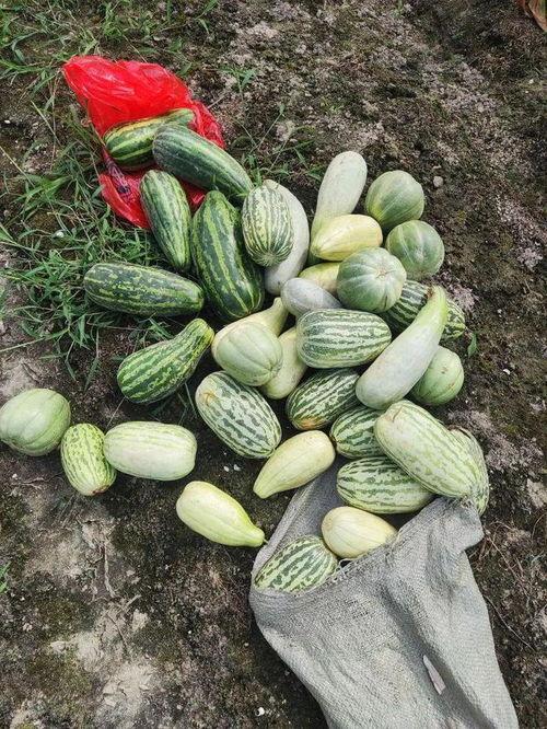 吃免费瓜,共享甜蜜,品味生活 第3张 吃免费瓜,共享甜蜜,品味生活 第3张